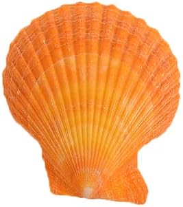 Colorful 50+ Pcs Scallop Shell Natural Mixed Color Seashells for Fish Tank Home Decorations Beach Theme Party Candle Making Wedding Decor DIY Crafts Vase Fillers