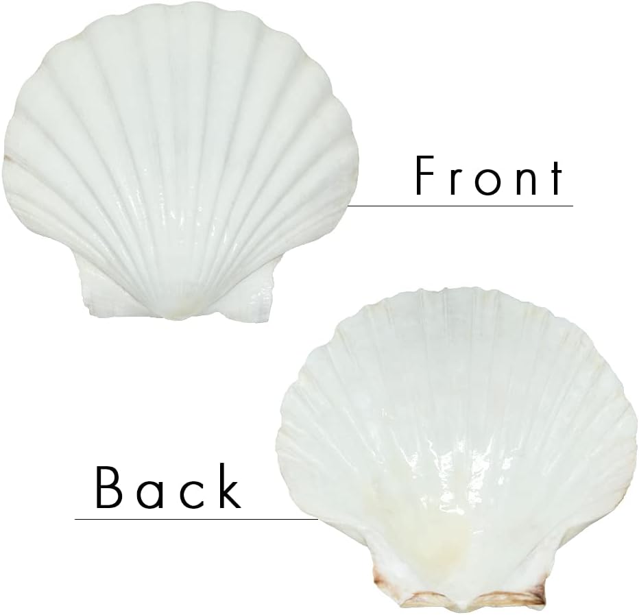 6PCS Scallop Shells for Serving Food,Baking Shells Large Natural White Scallops from Sea Beach for DIY Craft Decor 4-5 Inches