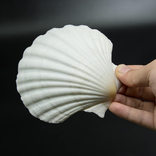 10 PCS 4-5 inch Large Scallop Shells Baking Sea Shells Large Natural White Scallop Shell From Sea Beach For DIY Craft Decor