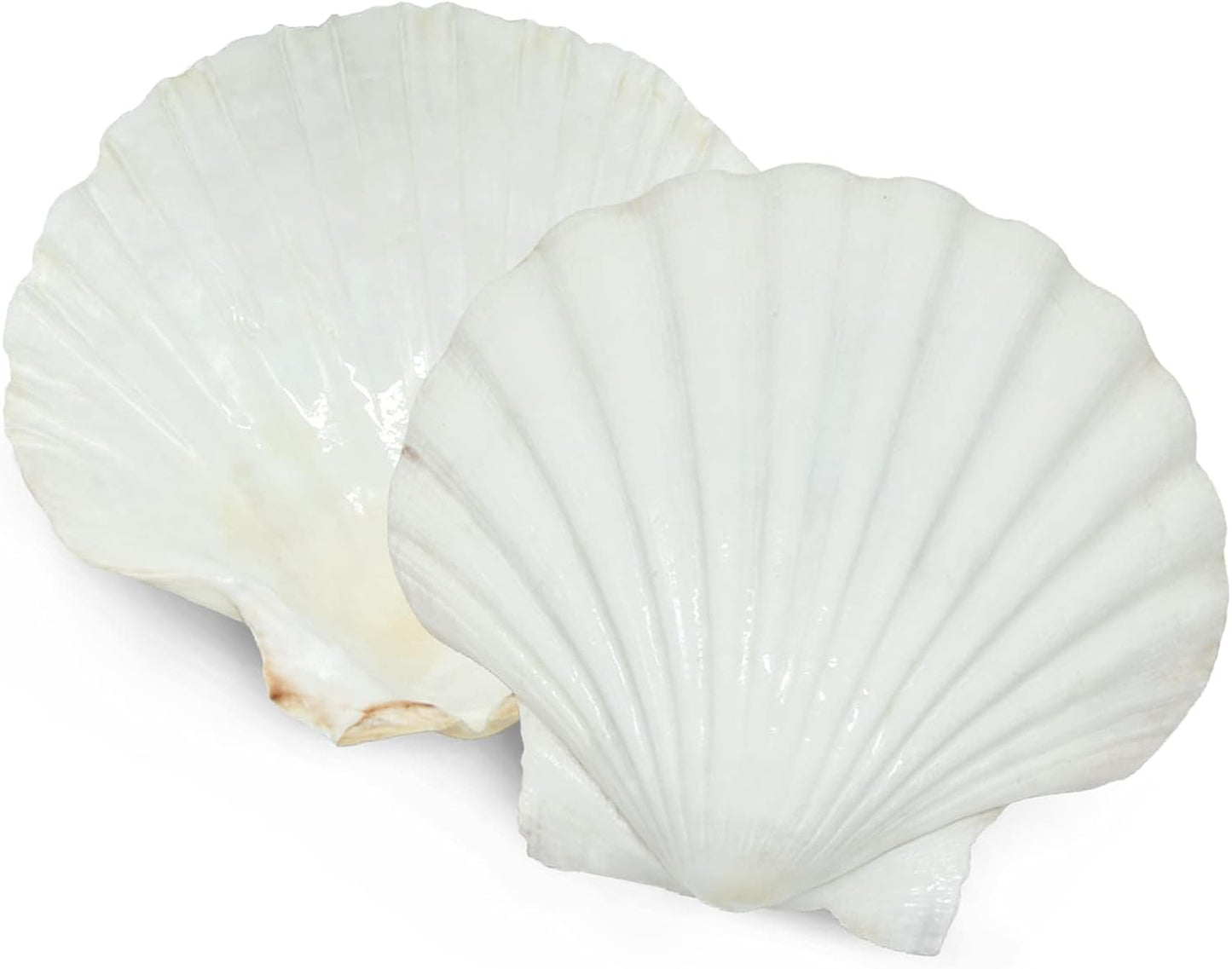 10 PCS 4-5 inch Large Scallop Shells Baking Sea Shells Large Natural White Scallop Shell From Sea Beach For DIY Craft Decor