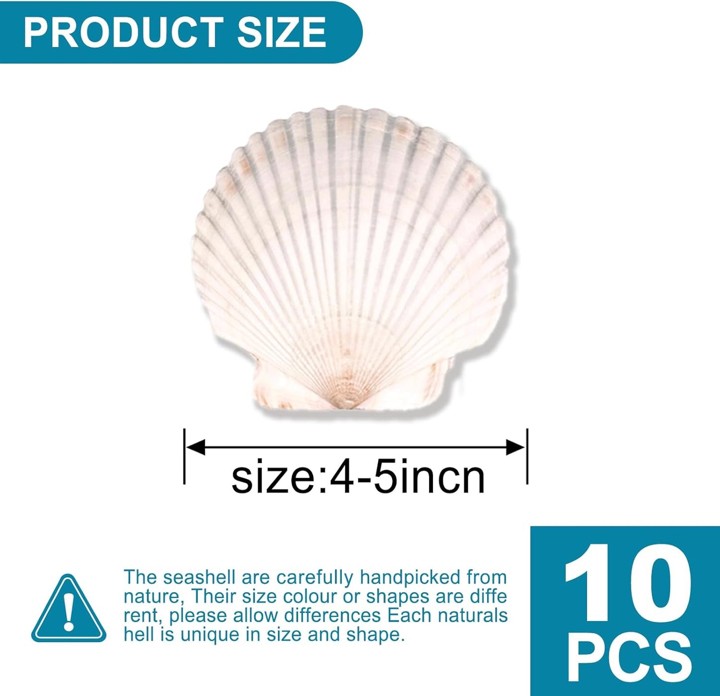 10PCS Scallop Shells for Crafts 4''-5'' Natural White Large Shells Decoration for DIY Craft Painting, Home Decor, Baking and Beach, Wedding Party Decoration