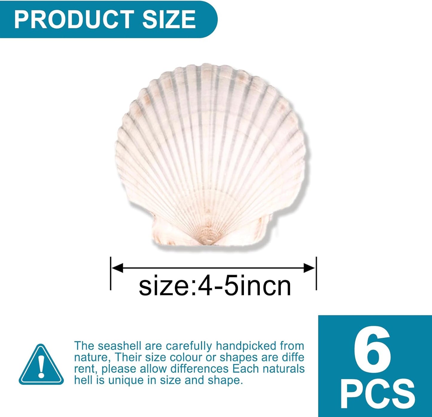 6PCS Scallop Shells for Crafts 4''-5'' Natural White Large Shells Decoration for DIY Craft Painting, Home Decor, Baking and Beach, Wedding Party Decoration