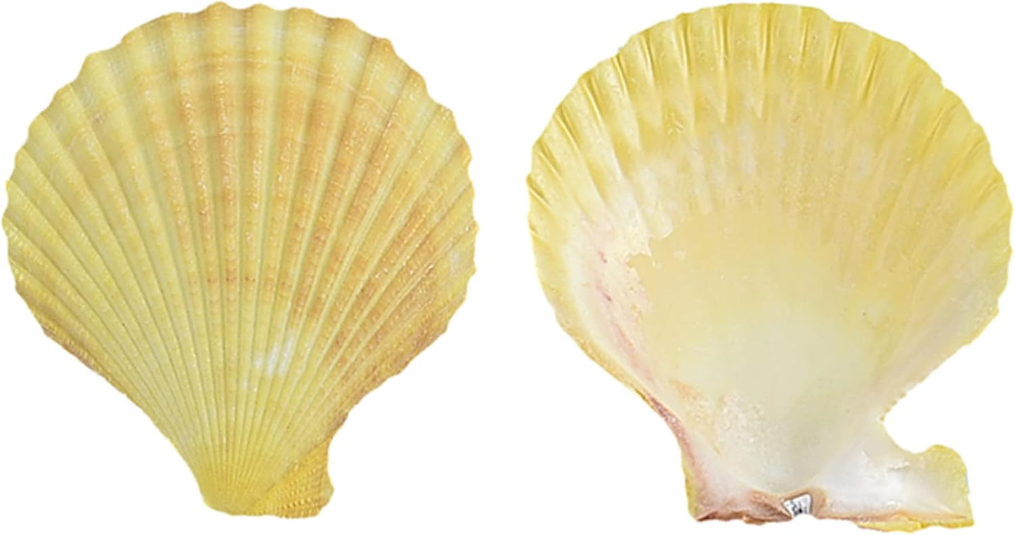 Colorful 50+ Pcs Scallop Shell Natural Mixed Color Seashells for Fish Tank Home Decorations Beach Theme Party Candle Making Wedding Decor DIY Crafts Vase Fillers