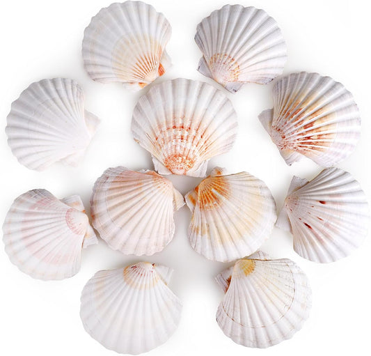 8 PCS 4-4.5 Inch Natural White Scallop Shells Sea Shells for DIY Craft Home Décor