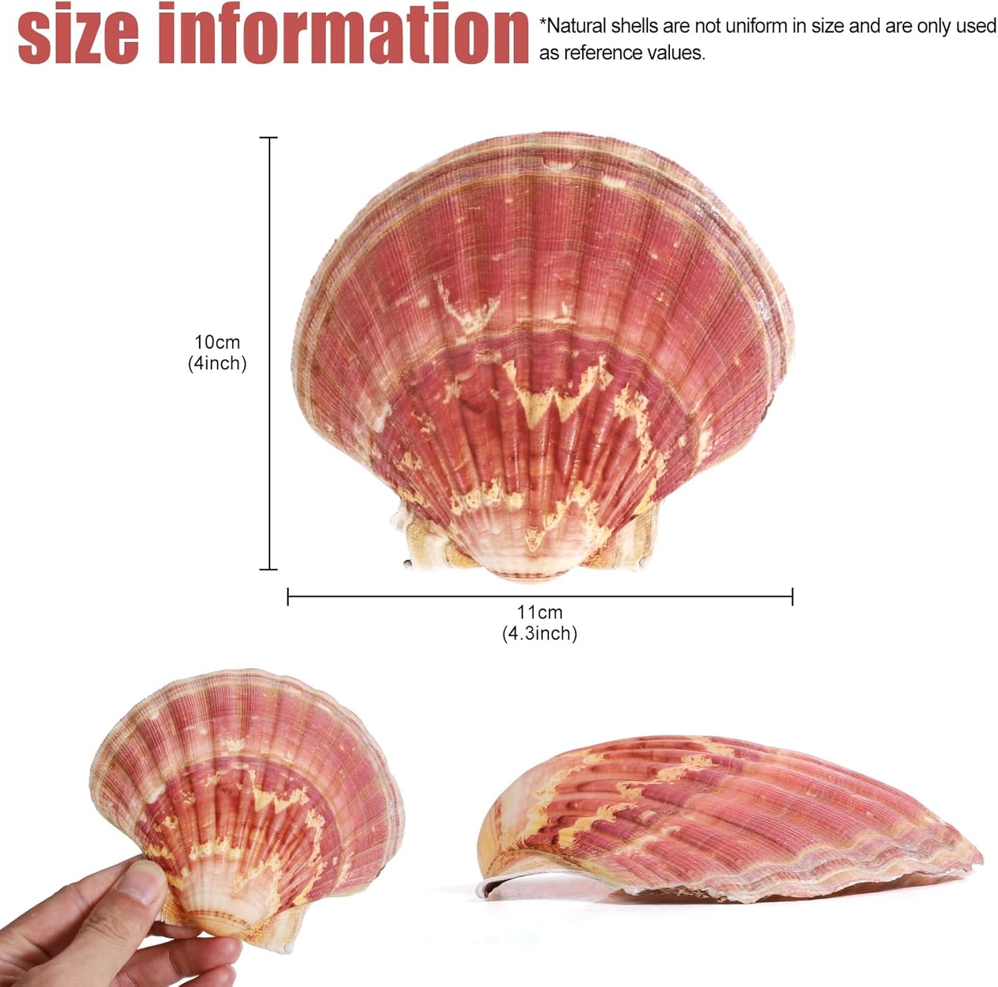 8 PCS 4-4.5 Inch Natural White Scallop Shells Sea Shells for DIY Craft Home Décor