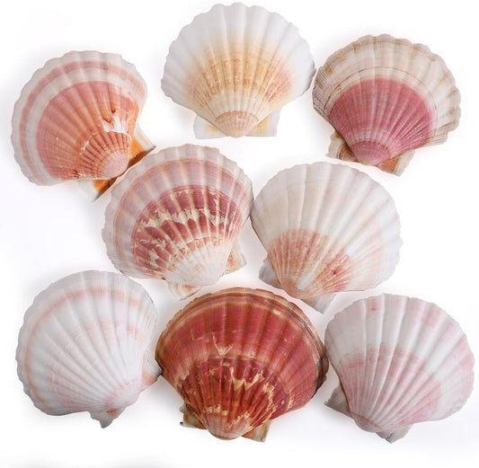 8 PCS 4-4.5 Inch Natural White&Pink Scallop Shells Sea Shells for DIY Craft Home Décor