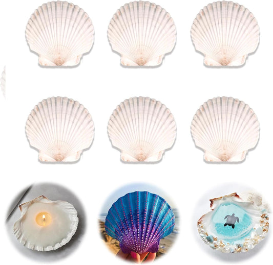 6PCS Scallop Shells for Crafts 4''-5'' Natural White Large Shells Decoration for DIY Craft Painting, Home Decor, Baking and Beach, Wedding Party Decoration