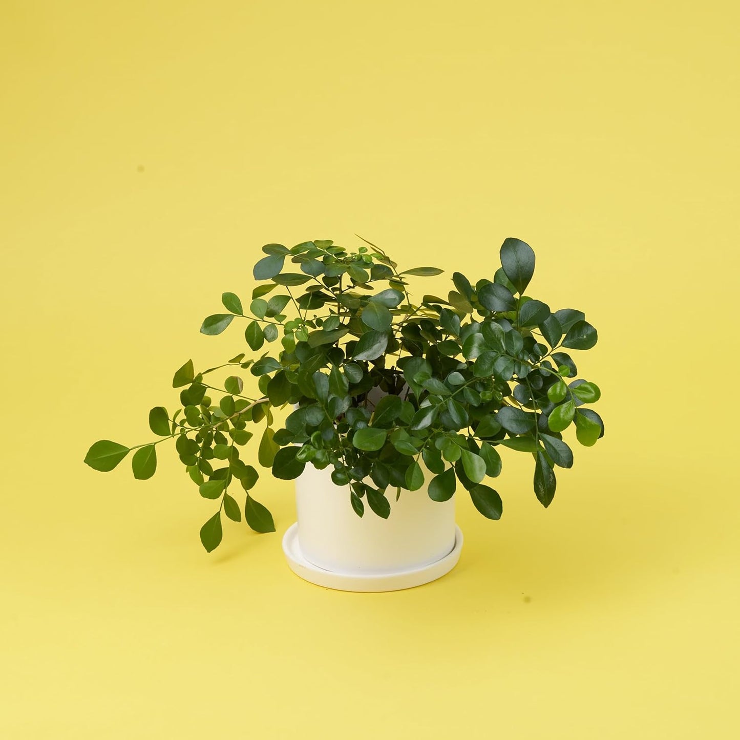 Seamless Photography Background Paper Roll, Blue Photo Paper Backdrop for Photography, Video and Streaming (Forsythia Yellow, 82" x16')