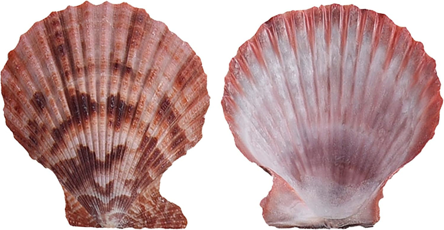 Colorful 50+ Pcs Scallop Shell Natural Mixed Color Seashells for Fish Tank Home Decorations Beach Theme Party Candle Making Wedding Decor DIY Crafts Vase Fillers