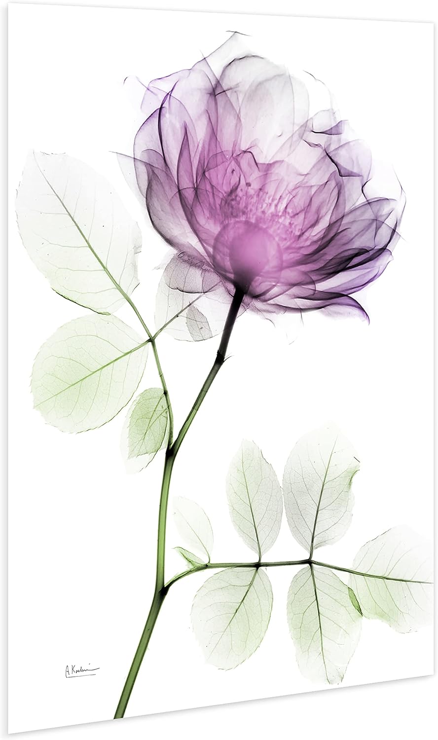 Empire Art Direct FramelessTempered Glass Wall Art, Decorative Art for Wall, X-ray Pink Rose Print, Living Room, Bedroom, Home Office, Ready to Hang, 48" x 32"