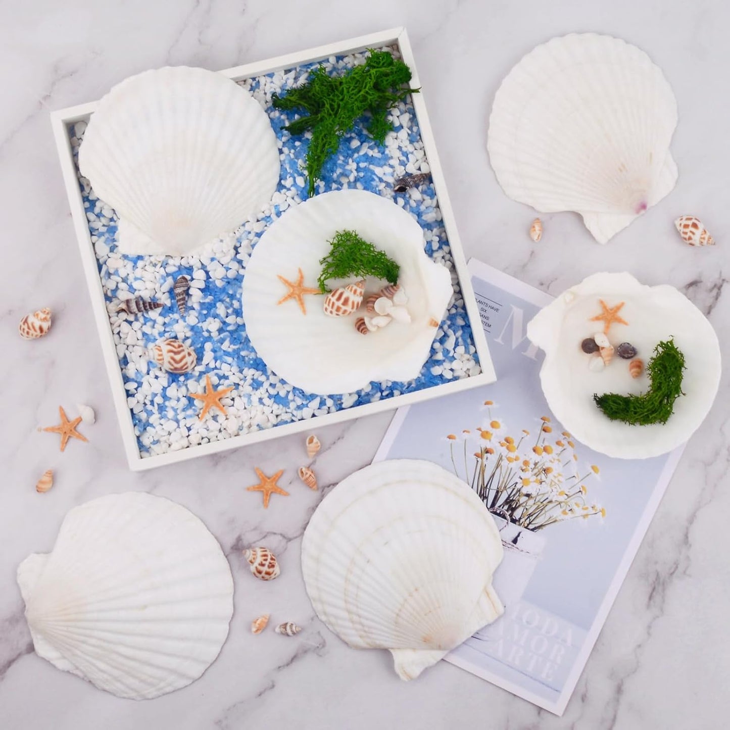 10PCS Scallop Shells for Crafts 4''-5'' Natural White Large Shells Decoration for DIY Craft Painting, Home Decor, Baking and Beach, Wedding Party Decoration