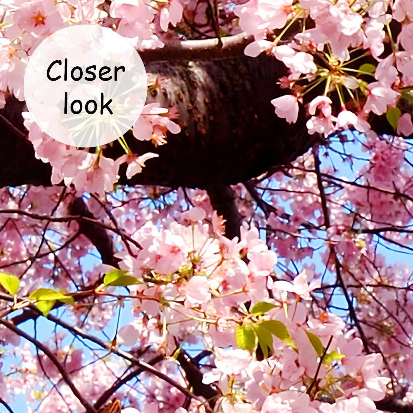 AFZEVEB-Pink Flower Wallpaper Natural Landscape Floral Wall Mural for Bedroom 136"x96"(Not Peel and Stick)