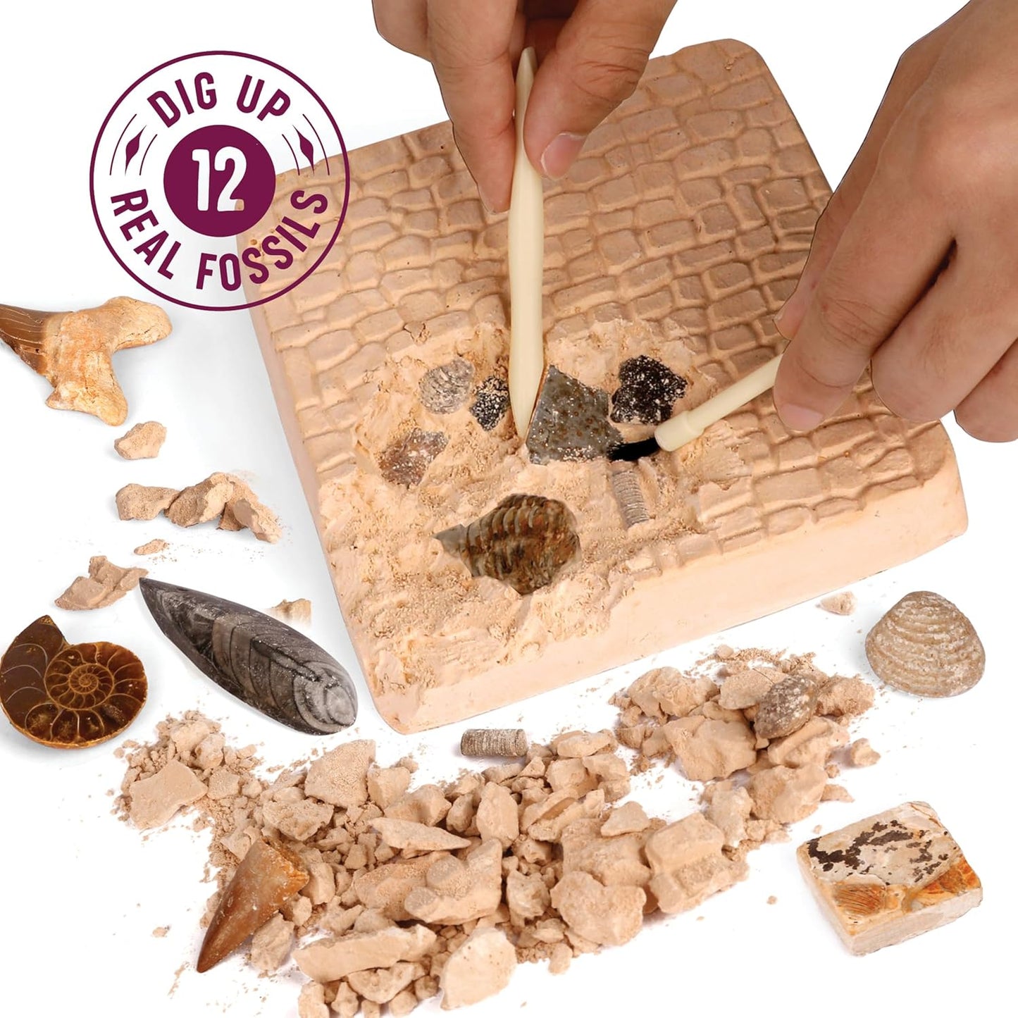 Dan&Darci Real Fossil Dig Kit for Kids - Science Kits for Boys & Girls Age 8-12 - Birthday Gift Ideas for 8, 9, 10, 11, 12 Year Old Boy or Girl - Fossils Digging STEM Toys for Ages 8-13