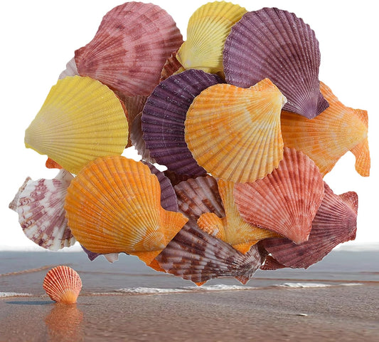 Colorful 50+ Pcs Scallop Shell Natural Mixed Color Seashells for Fish Tank Home Decorations Beach Theme Party Candle Making Wedding Decor DIY Crafts Vase Fillers