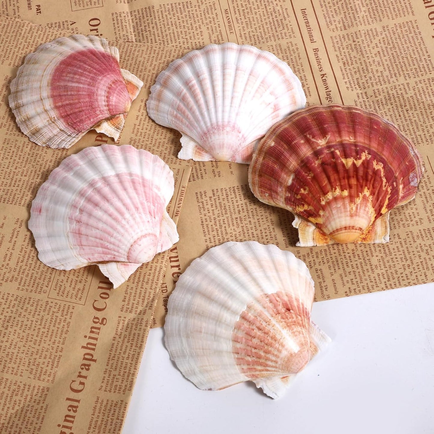 8 PCS 4-4.5 Inch Natural White&Pink Scallop Shells Sea Shells for DIY Craft Home Décor