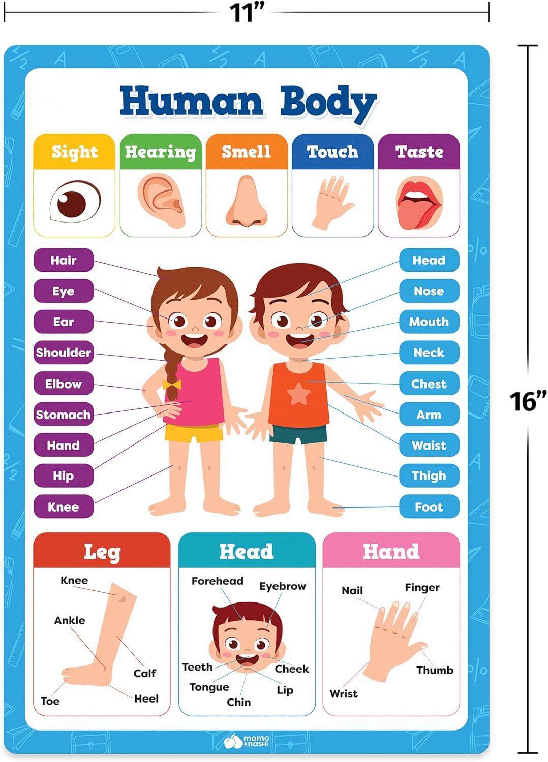 Classroom Posters - 20pcs Set 16” x 11” Educational Posters For Toddlers 1-3 - Classroom Decor - Elementary Preschool Kindergarten Classroom Must Haves Supplies - Preschool Learning Activities