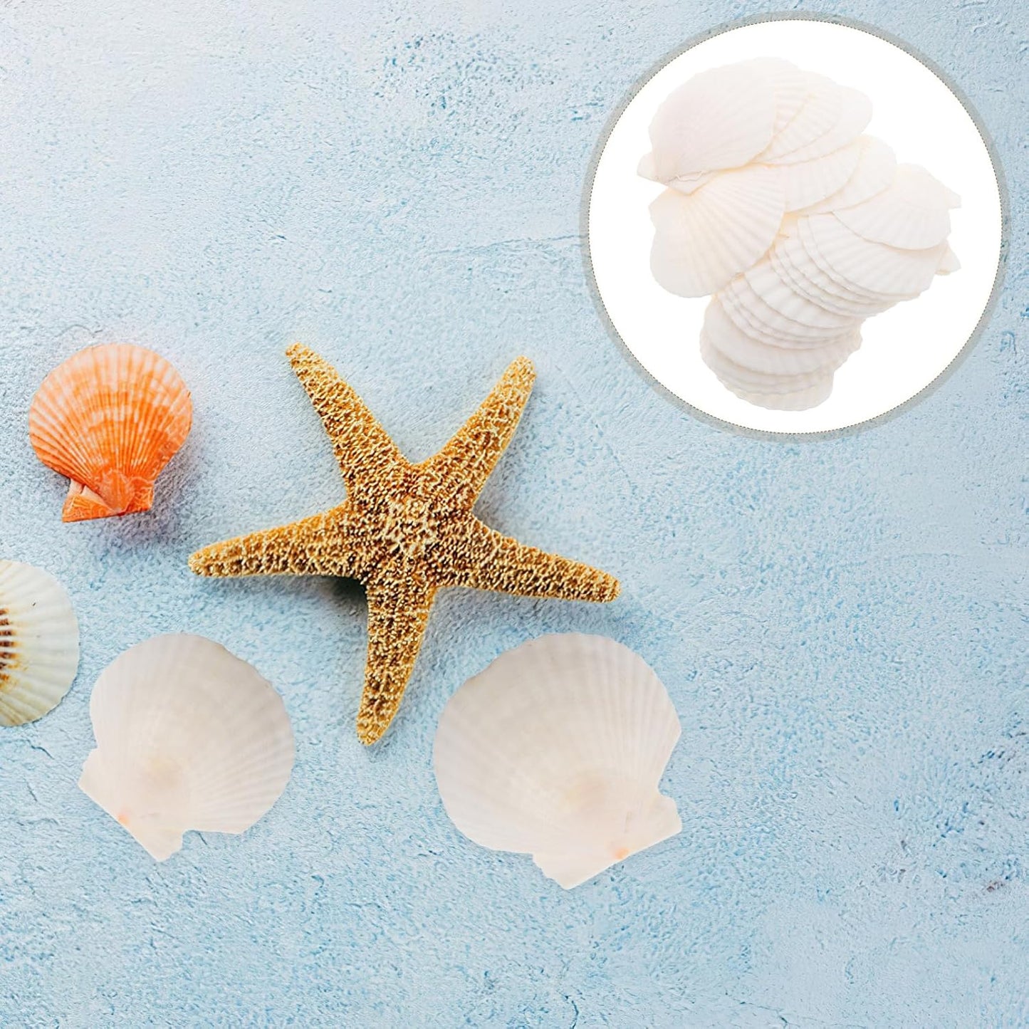 GLEAVI Scallop Shells for Crafts: 21pcs Natural Scallop Shells Bulk 3.14 Inch Sea Shell Decoration for Ocean Themed Parties and Home Decor