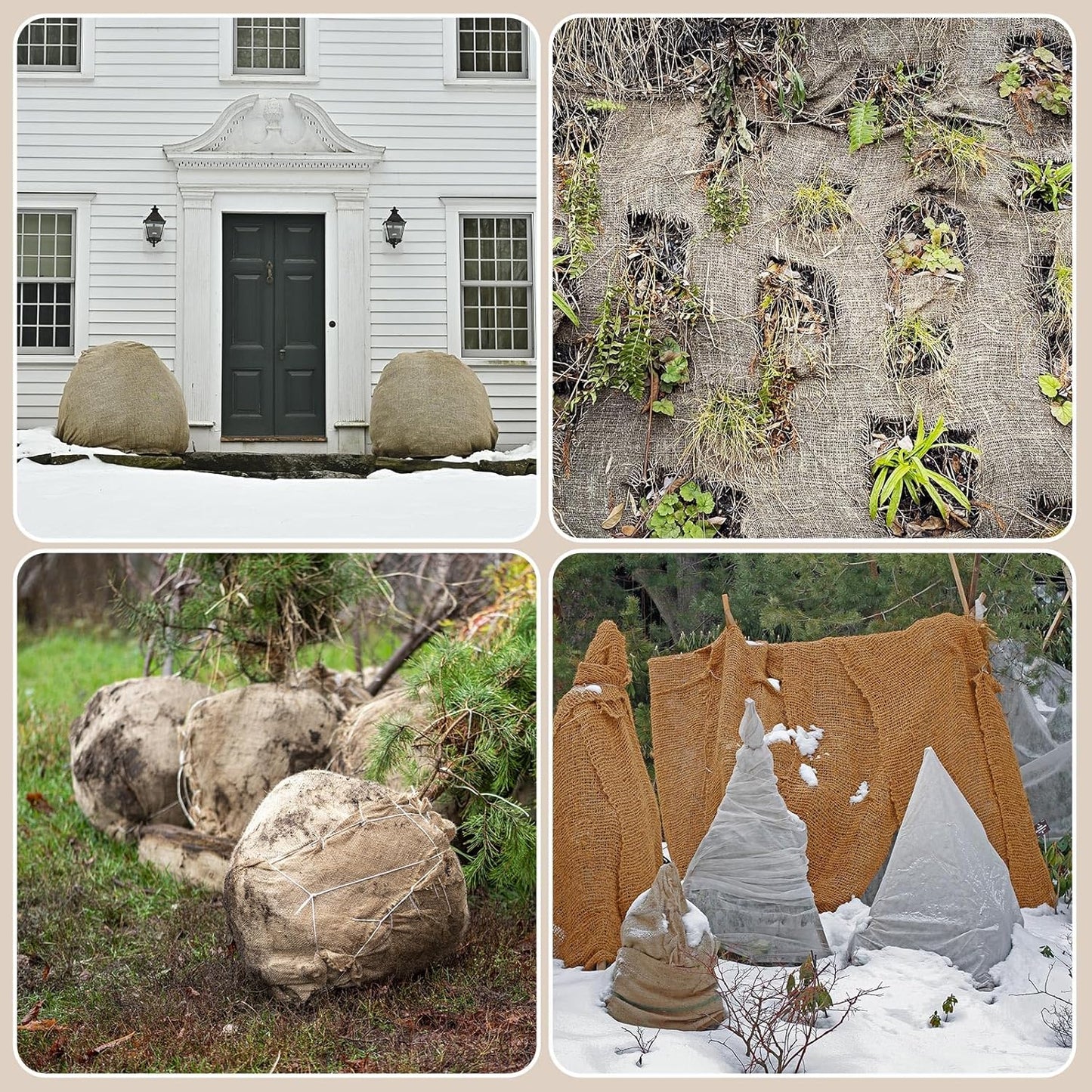 Garden Burlap Roll, 60" x 50 Feet Natural Jute Burlap Fabric Roll for Gardening Raised Bed Liners,Seed Cover,Edging,Weed Barrier,Aisle Runner Plant Cover Tree Protections (60" x 50 Feet)